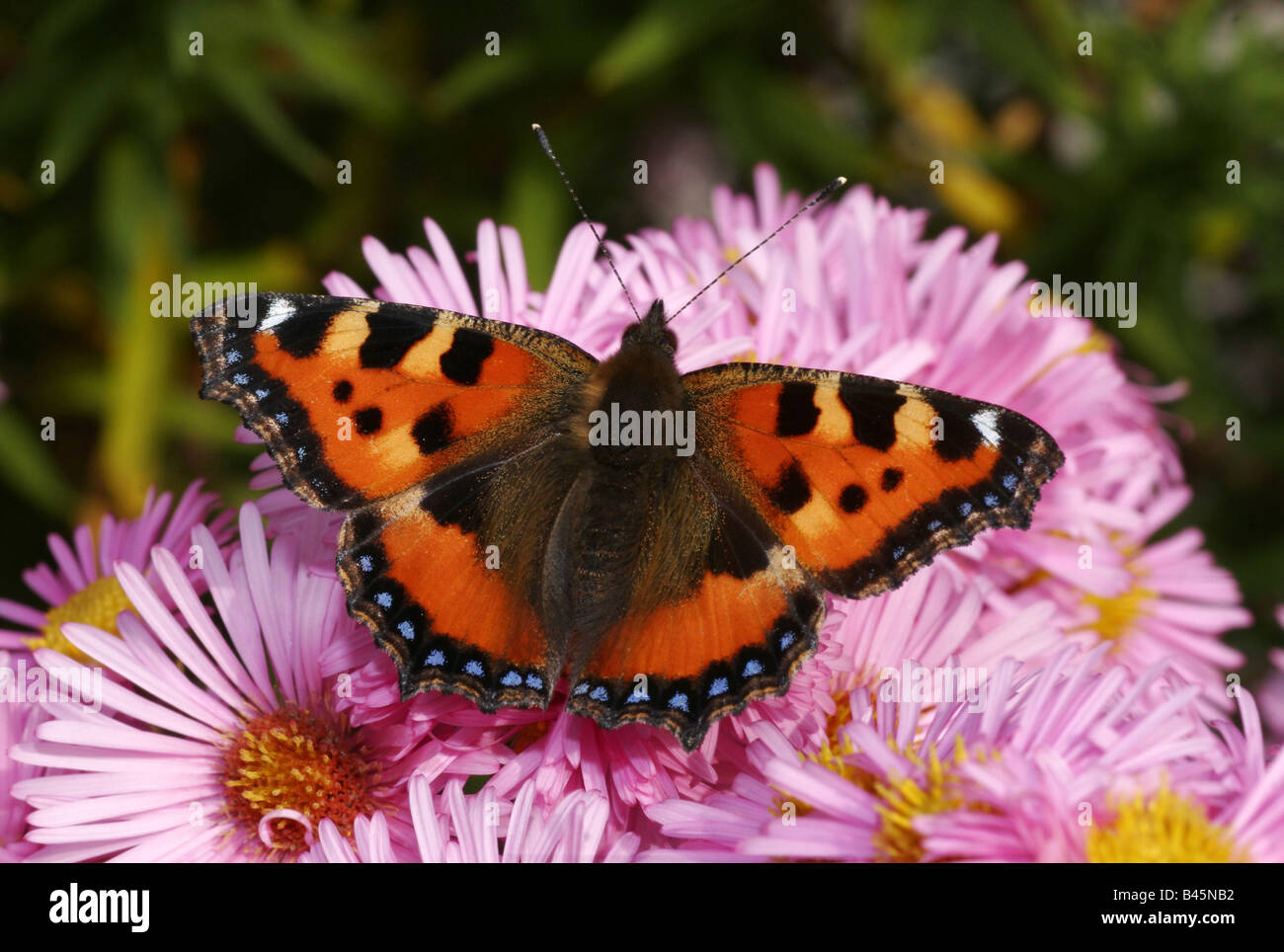 Zoologie/Tiere, Insekten, Nymphalidae, kleiner Fuchs (Nymphalis urticae), sitzend auf Blume, Buchhofen, Deutschland, Verbreitung: Europa, Asien, Additional-Rights - Clearance-Info - Not-Available Stockfoto