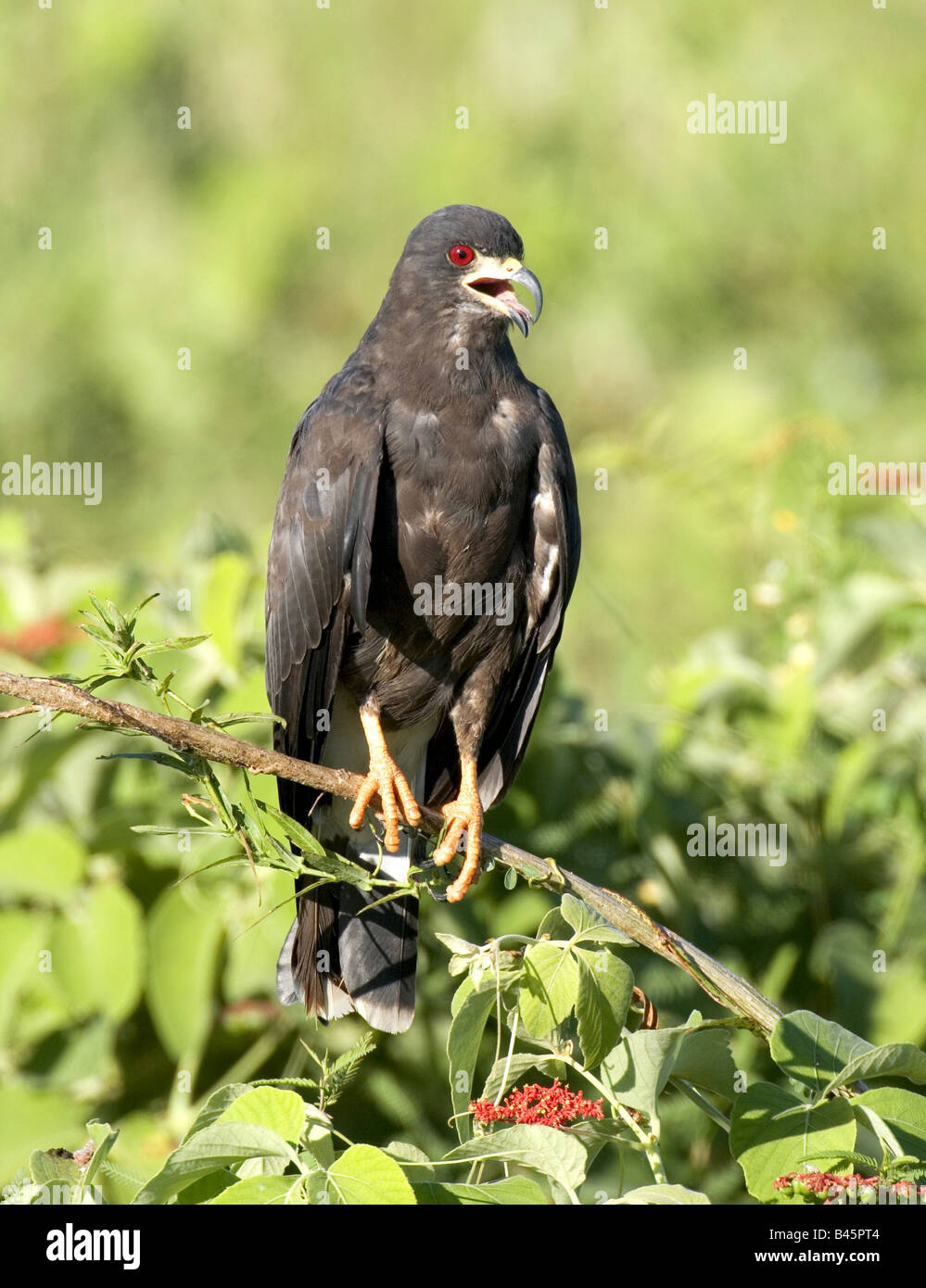 Zoologie/Tiere, Vogel/Vogel, Accipitridae, Schnecke Kite (Rostrhamus sociabilis), auf Zweig, Pantanal, Brasilien, Südamerika, Verbreitung: Nordamerika, Südamerika, Additional-Rights - Clearance-Info - Not-Available Stockfoto