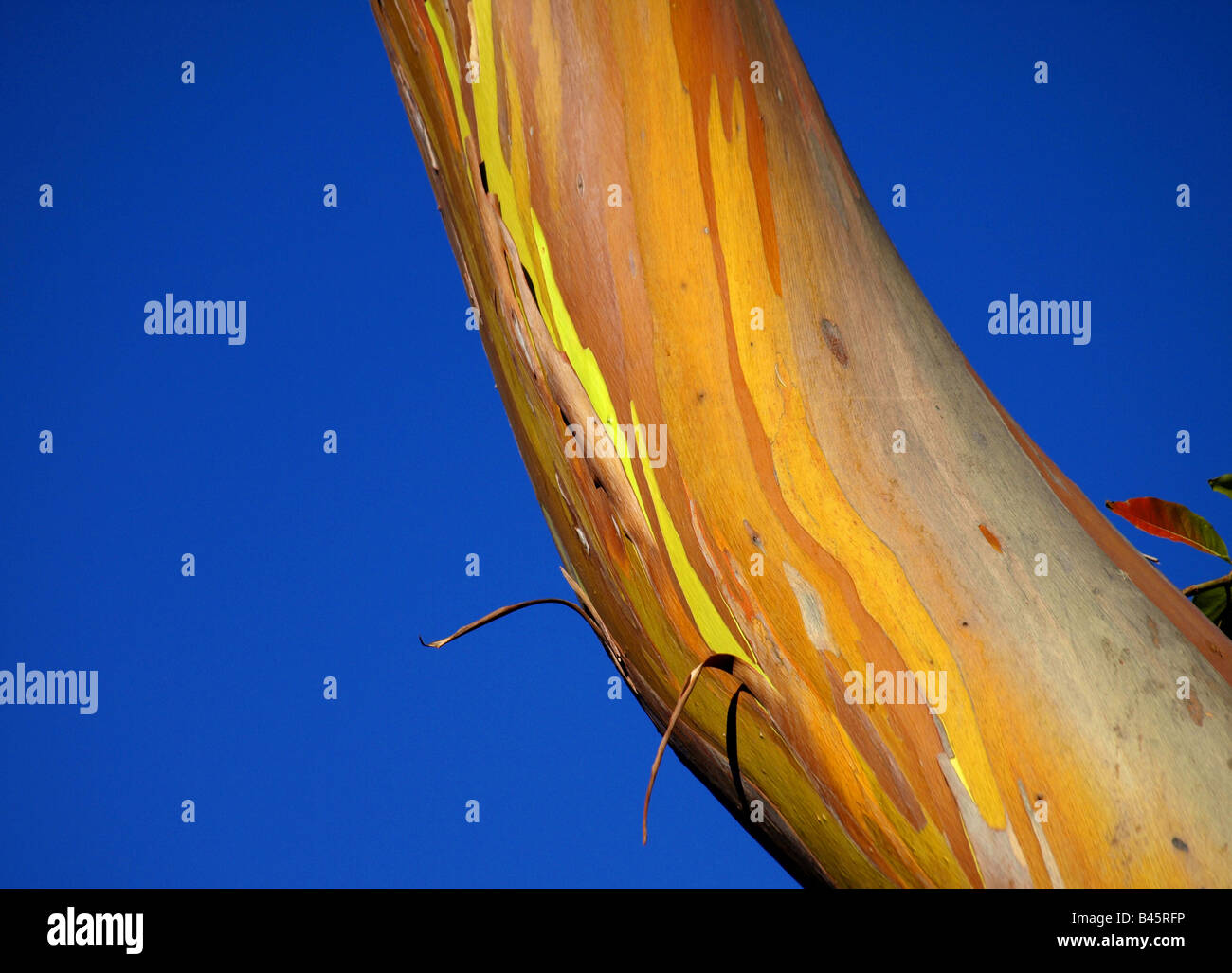 Eucalyptus Deglupta (Regenbogen Eukalyptus), Mindanao Gum Stockfoto