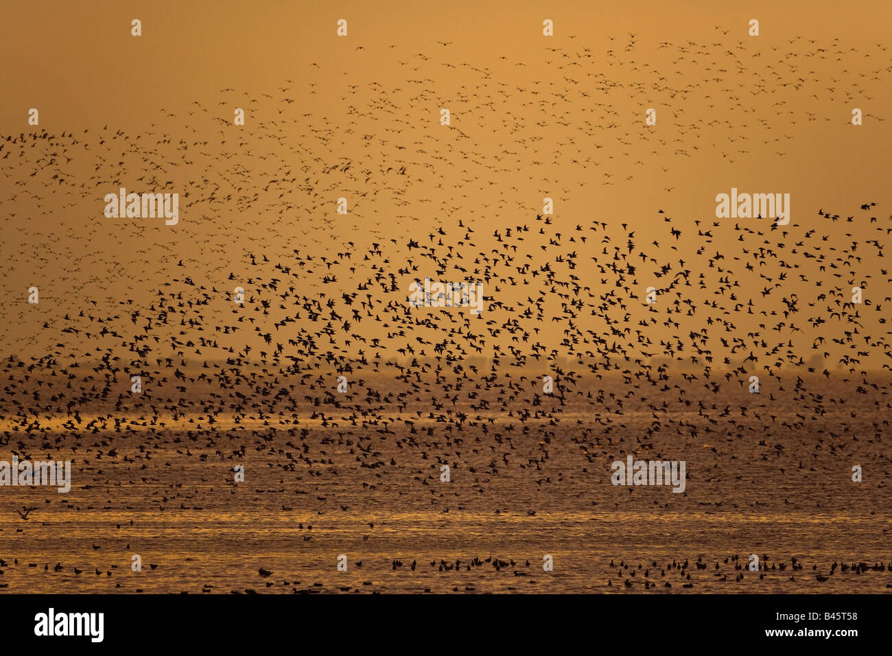 Knoten Sie Flock und andere Watvögel im Flug The Wash-Norfolk UK Stockfoto