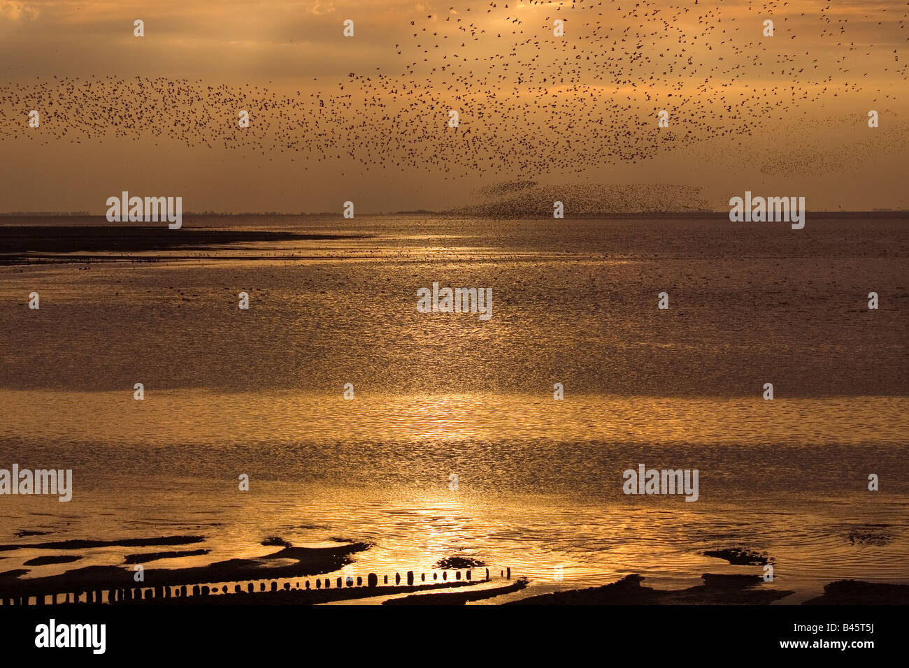Knoten Sie Flock und andere Watvögel im Flug The Wash-Norfolk UK Stockfoto
