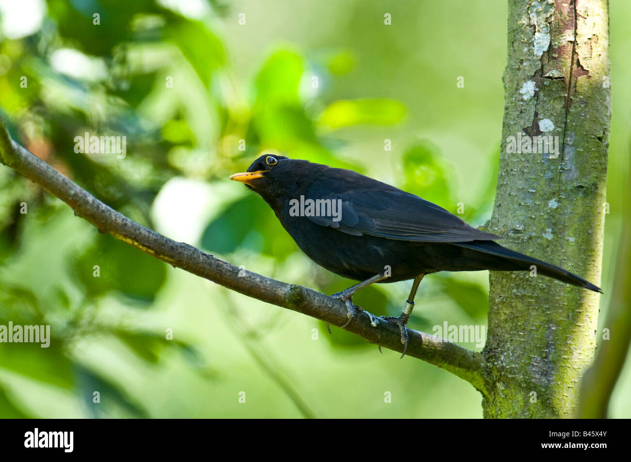 Amsel "Turdus Marula" thront auf einem Ast in einem Wald im Vereinigten Königreich. Stockfoto