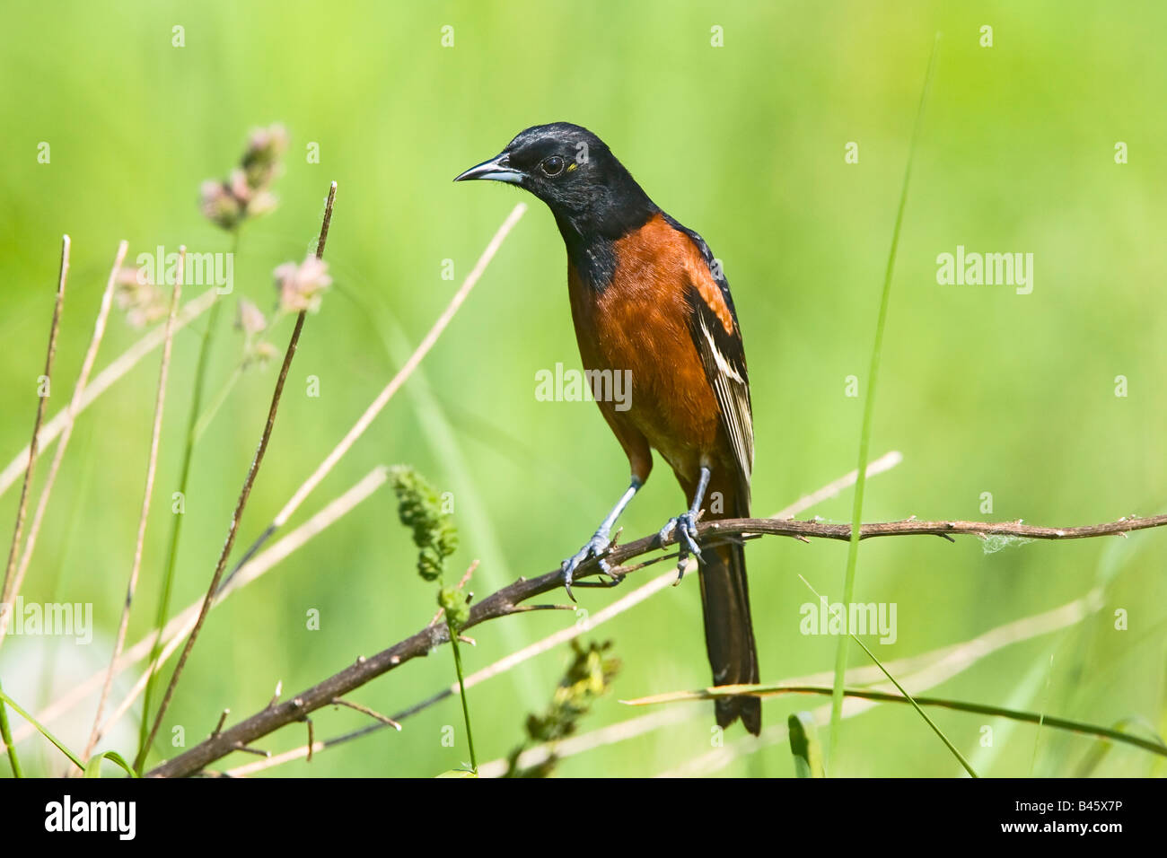 Obstgarten Oriole Ikterus Spurius südlichen Illinois USA 21 kann erwachsenen männlichen Icteridae Stockfoto