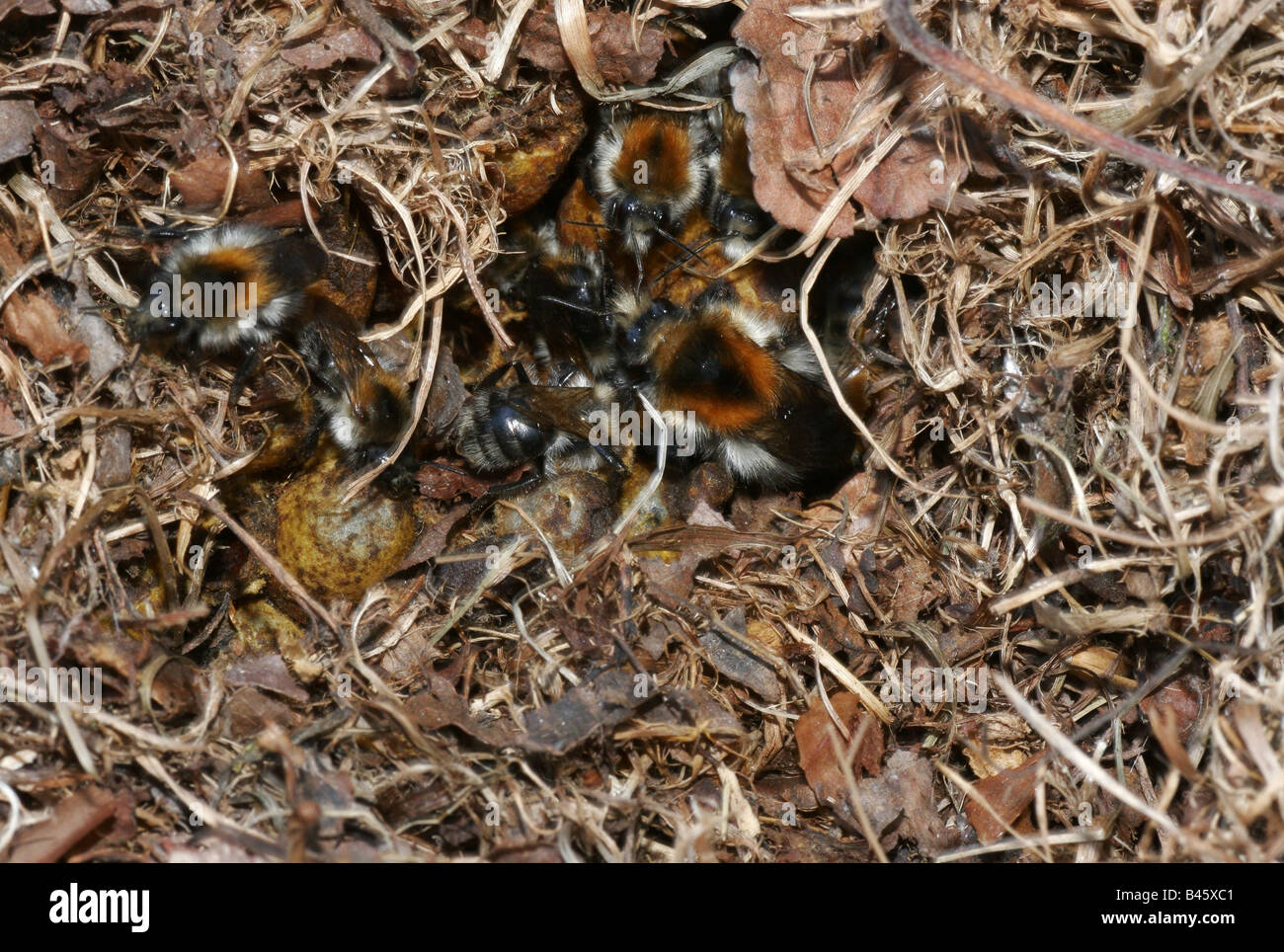 Zoologie/Tiere, Insekten, Hummeln, gemeinsame Carder - Biene, (Bombus pascuorum), im Nest, Verbreitung: Europa - Additional-Rights Clearance-Info - Not-Available Stockfoto