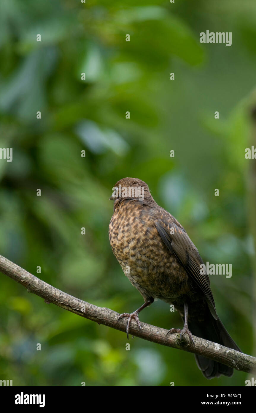 Amsel "Turdus Marula" thront auf einem Ast in einem Wald im Vereinigten Königreich. Stockfoto