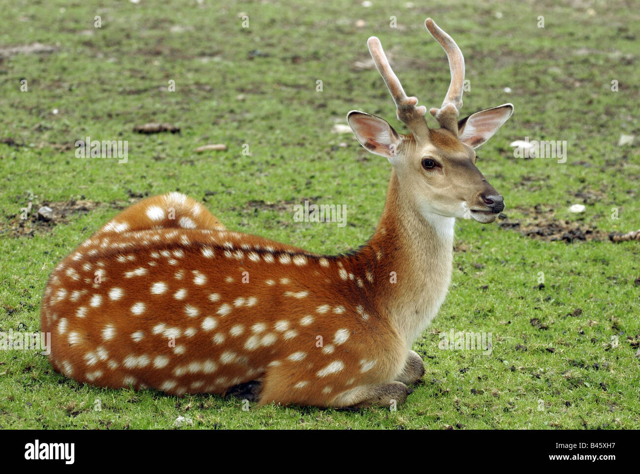 Zoologie/Tiere, Säugetiere, Säugetier/Rehe, Sika Deer Dybowski's, (Cervus Nippon dybowski), sitzend, Verbreitung: Europa, Asien, Additional-Rights - Clearance-Info - Not-Available Stockfoto