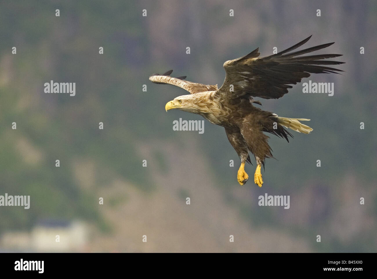 Zoologie/Tiere, Vogel/Vögeln, Seeadler (Haliaeetus albicilla), Fliegende, Norwegen, Verbreitung: Europa, Asien, Nord-östlichen China, Additional-Rights - Clearance-Info - Not-Available Stockfoto