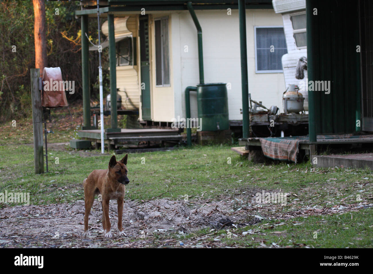 Dingo, Canis Lupus Dingo, einzelne Erwachsene Campingplatz Stockfoto