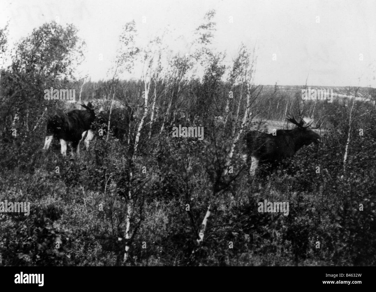 Zoologie/Tiere, Säugetier/Säugetier, Elch, (Alces Alces), Elch mit 14 Antler, Kurische Nehrung, Oktober 1929, Stockfoto