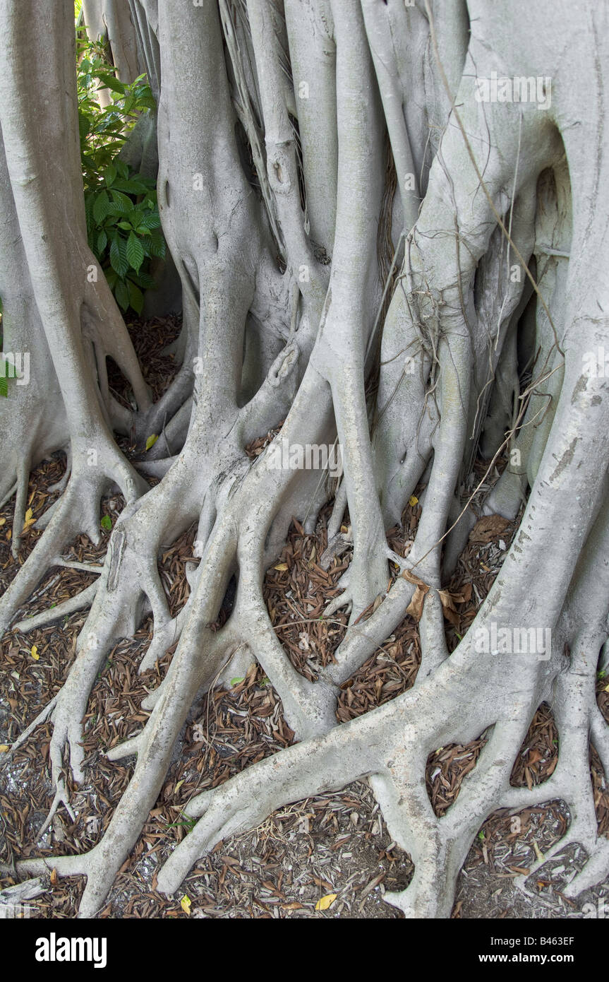 Basis der Feigenbaum Banyan Baum Stockfoto