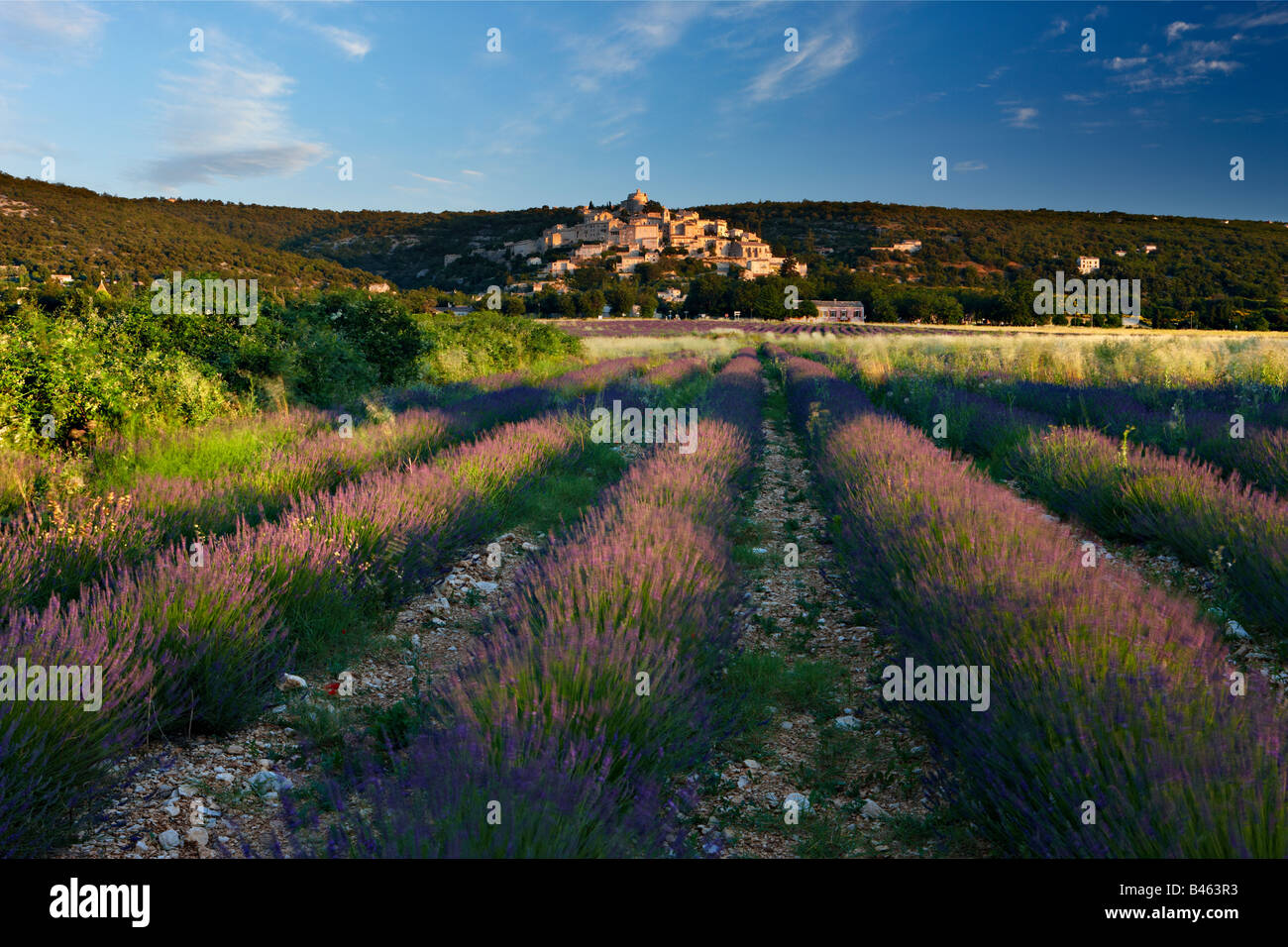 Reihen von Lavendel in einem Feld mit dem Dorf Simiane-la-Rotonde jenseits der Vaucluse, Provence, Frankreich Stockfoto