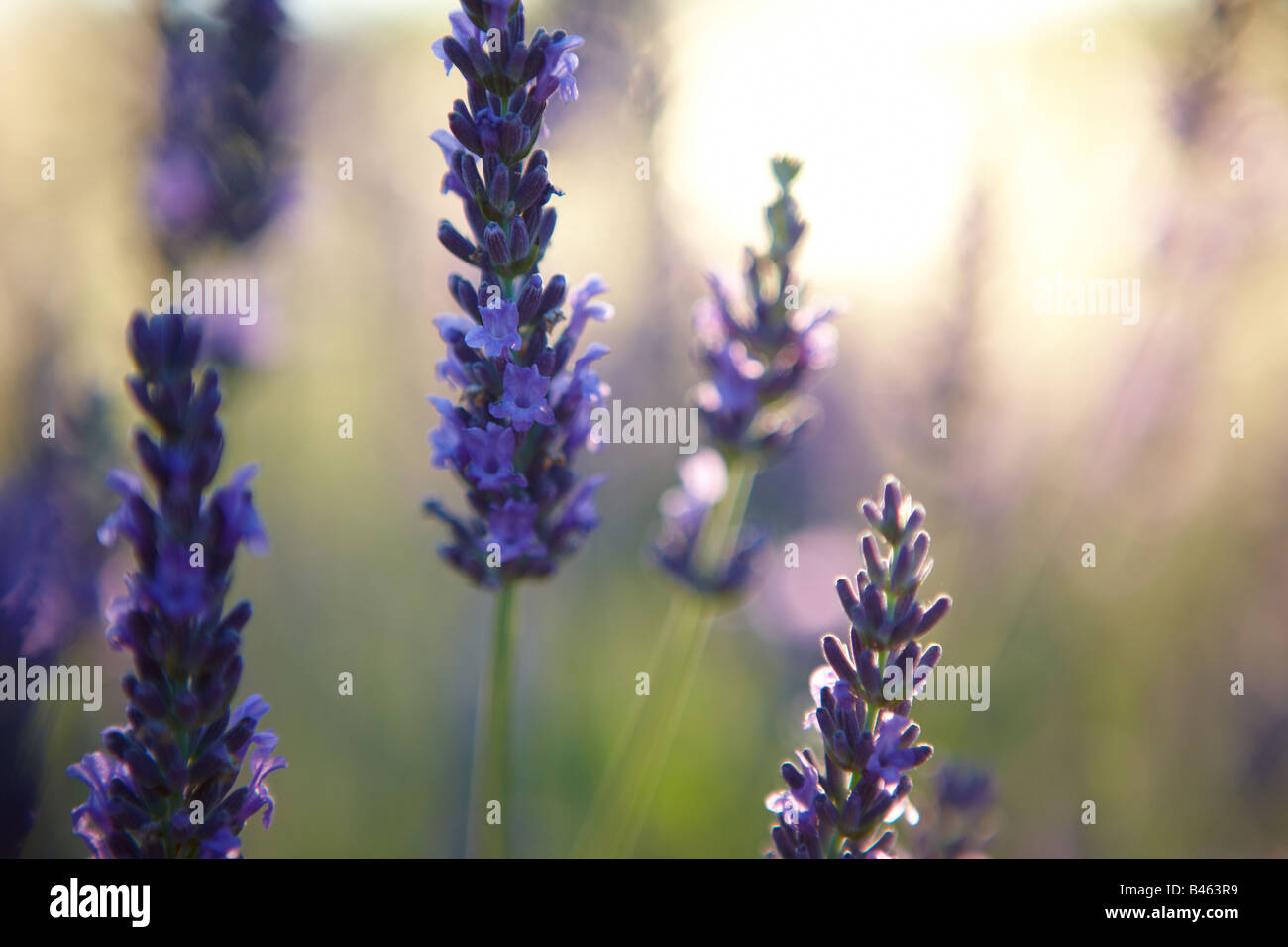 Lavendel, Provence, Frankreich Stockfoto