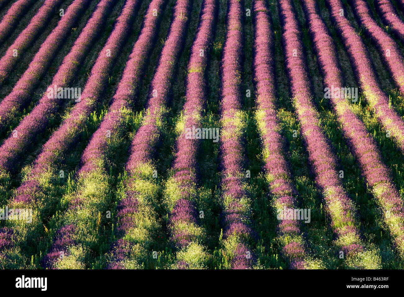 Reihen von Lavendel in einem Feld in der Nähe von St-Saturnin-Les-Apt, Vaucluse, Provence, Frankreich Stockfoto