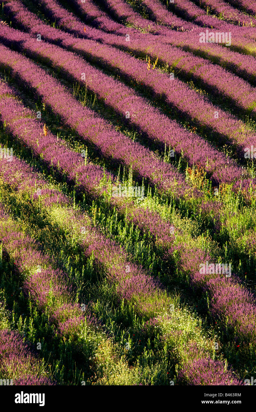 Reihen von Lavendel in einem Feld in der Nähe von St-Saturnin-Les-Apt, Vaucluse, Provence, Frankreich Stockfoto