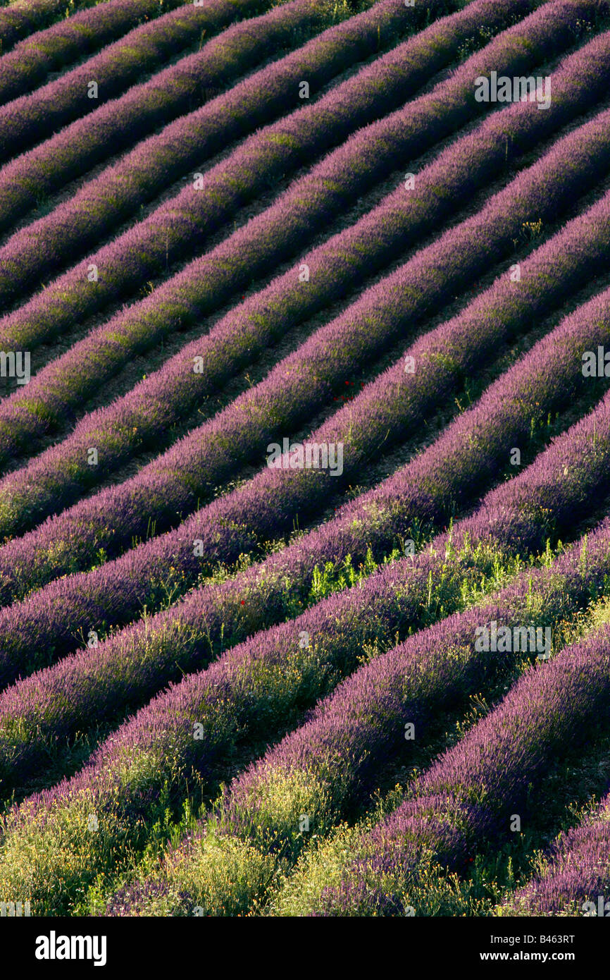 Reihen von Lavendel in einem Feld in der Nähe von St-Saturnin-Les-Apt, Vaucluse, Provence, Frankreich Stockfoto