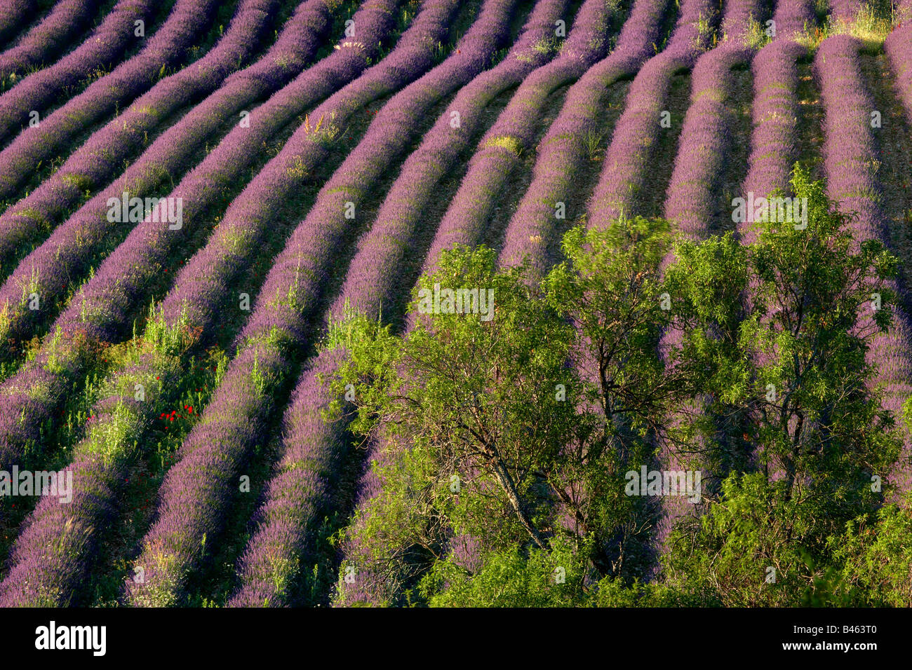 Landwirtschaft in der provence Stockfotos und bilder Kaufen Alamy