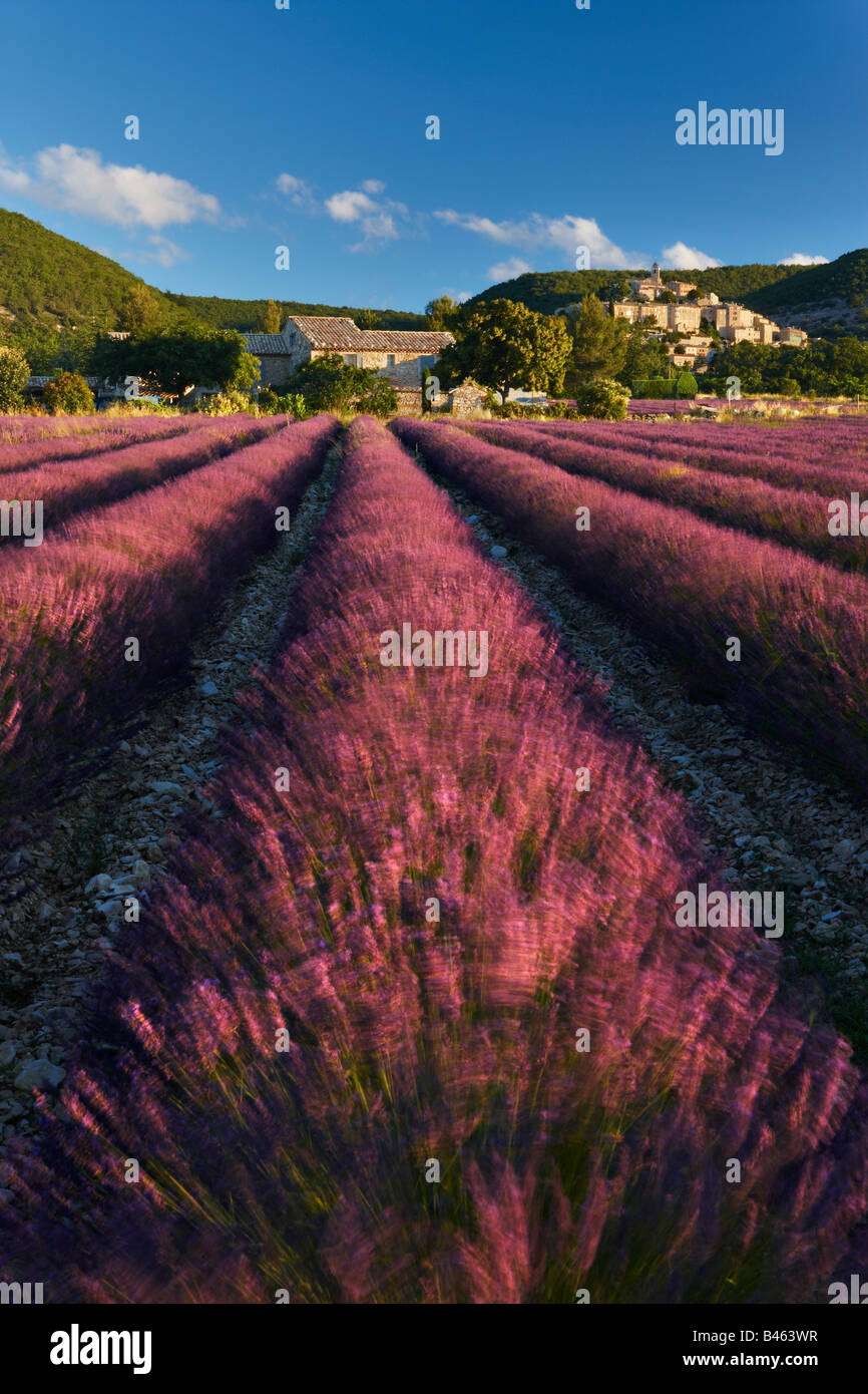 ein Lavendelfeld mit dem Dorf Banon jenseits der Vaucluse, Provence, Frankreich Stockfoto