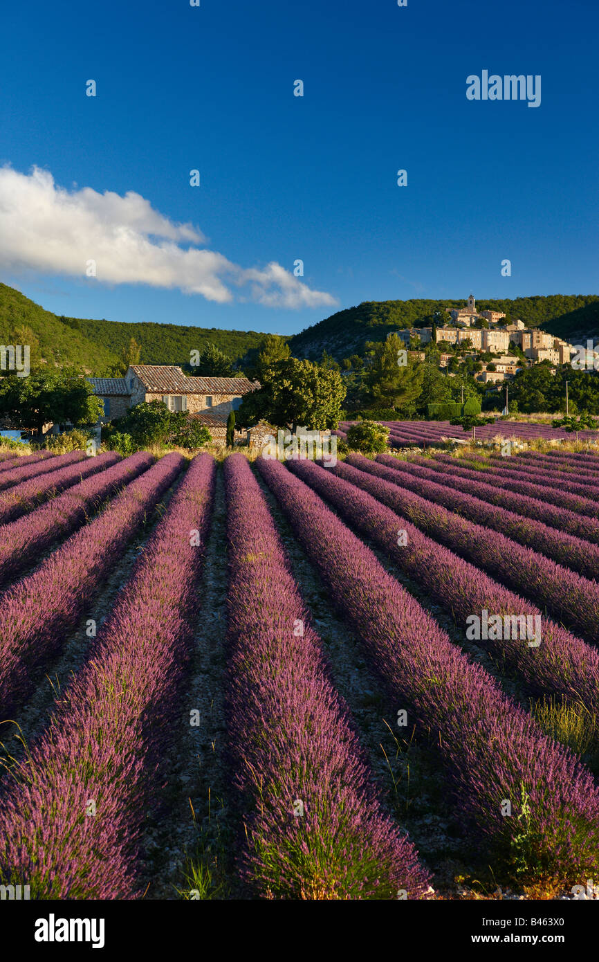ein Lavendelfeld mit dem Dorf Banon jenseits der Vaucluse, Provence, Frankreich Stockfoto