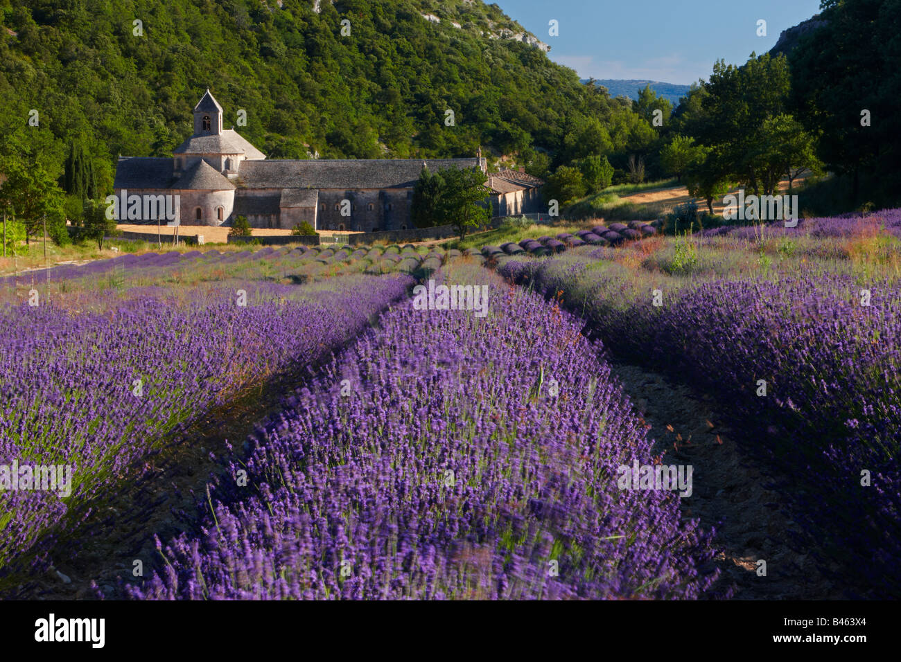 ein Lavendelfeld vor der Abbaye de Senanque, in der Nähe von Gordes, Vaucluse, Provence, Frankreich Stockfoto