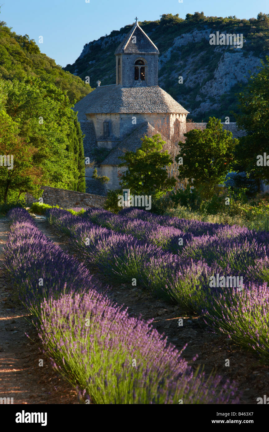 ein Lavendelfeld vor der Abbaye de Senanque, in der Nähe von Gordes, Vaucluse, Provence, Frankreich Stockfoto