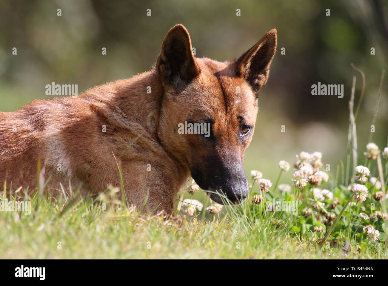 Dingo, Canis Lupus Dingo, Erwachsener Verlegung in Saus und Braus Stockfoto