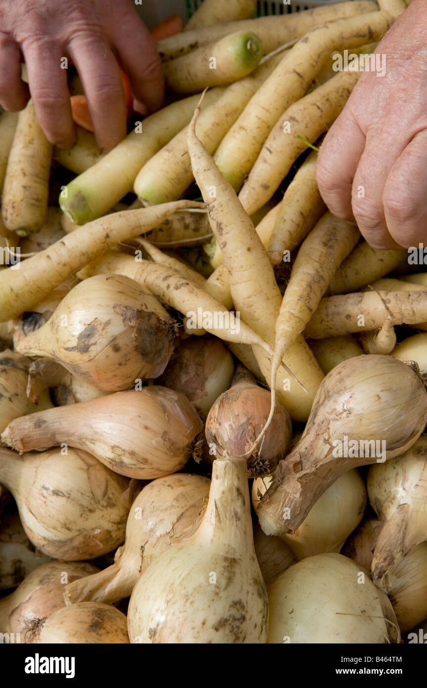 Männer-Sortierung-Kiste von selbst angebautem weißen Möhren und Zwiebeln zum Verkauf an Aberystwyth Farmers Market und Essen Messe Wales UK Stockfoto