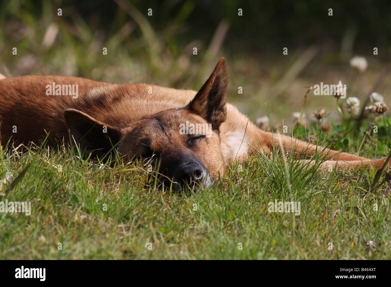 Dingo, Canis Lupus dingo Stockfoto