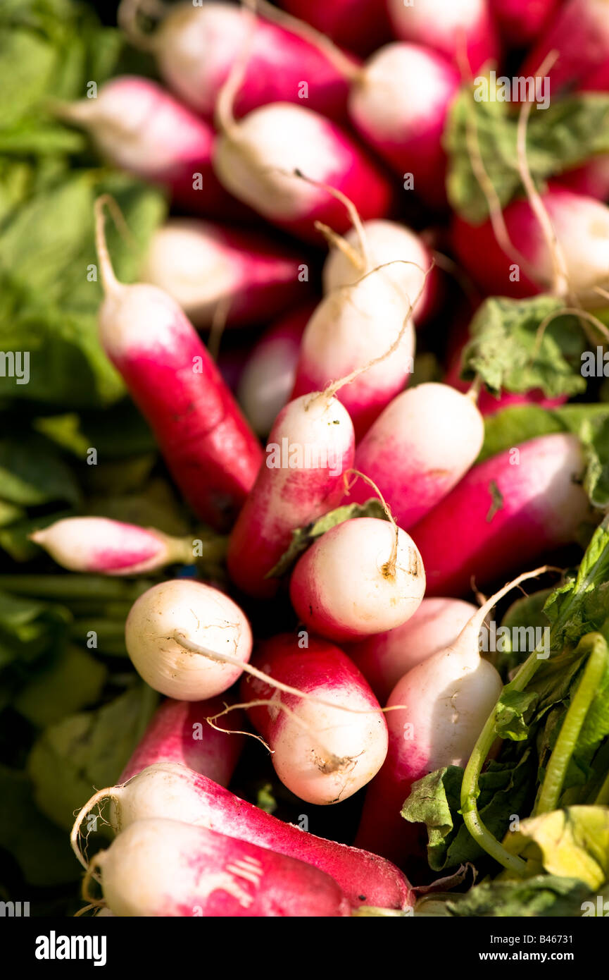 Bauernmarkt W3 London Vereinigtes Königreich Stockfoto