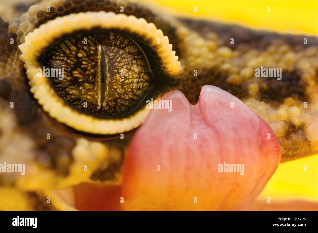 Erwachsenen Leopard Gecko Auge und Zunge Stockfoto