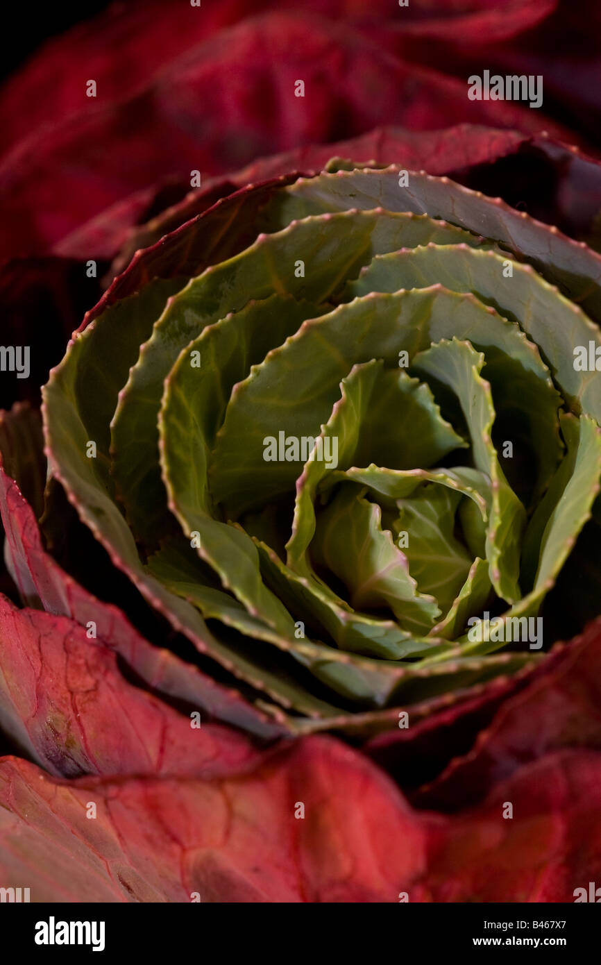 Nahaufnahme eines rotblättrigen Zierkosiens (Brassica) Stockfoto