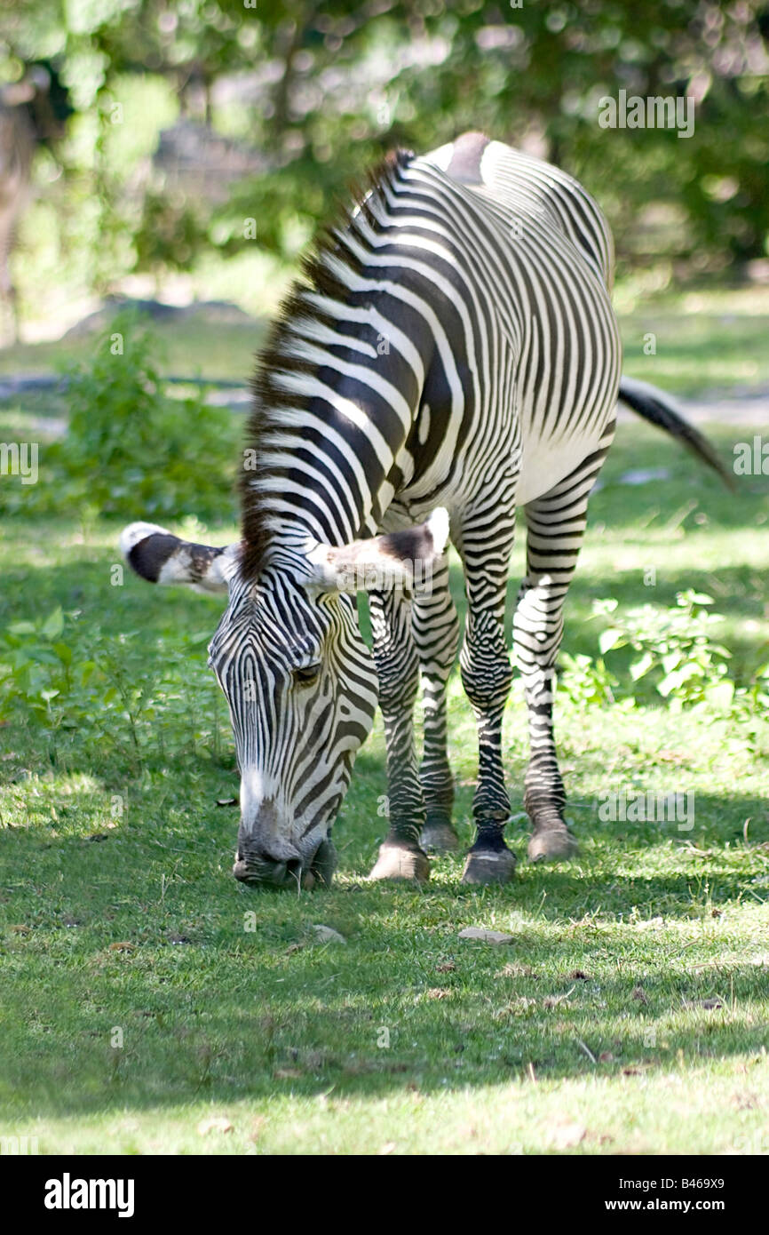 Ein Zebra Streifen auf dem grünen Rasen Stockfoto