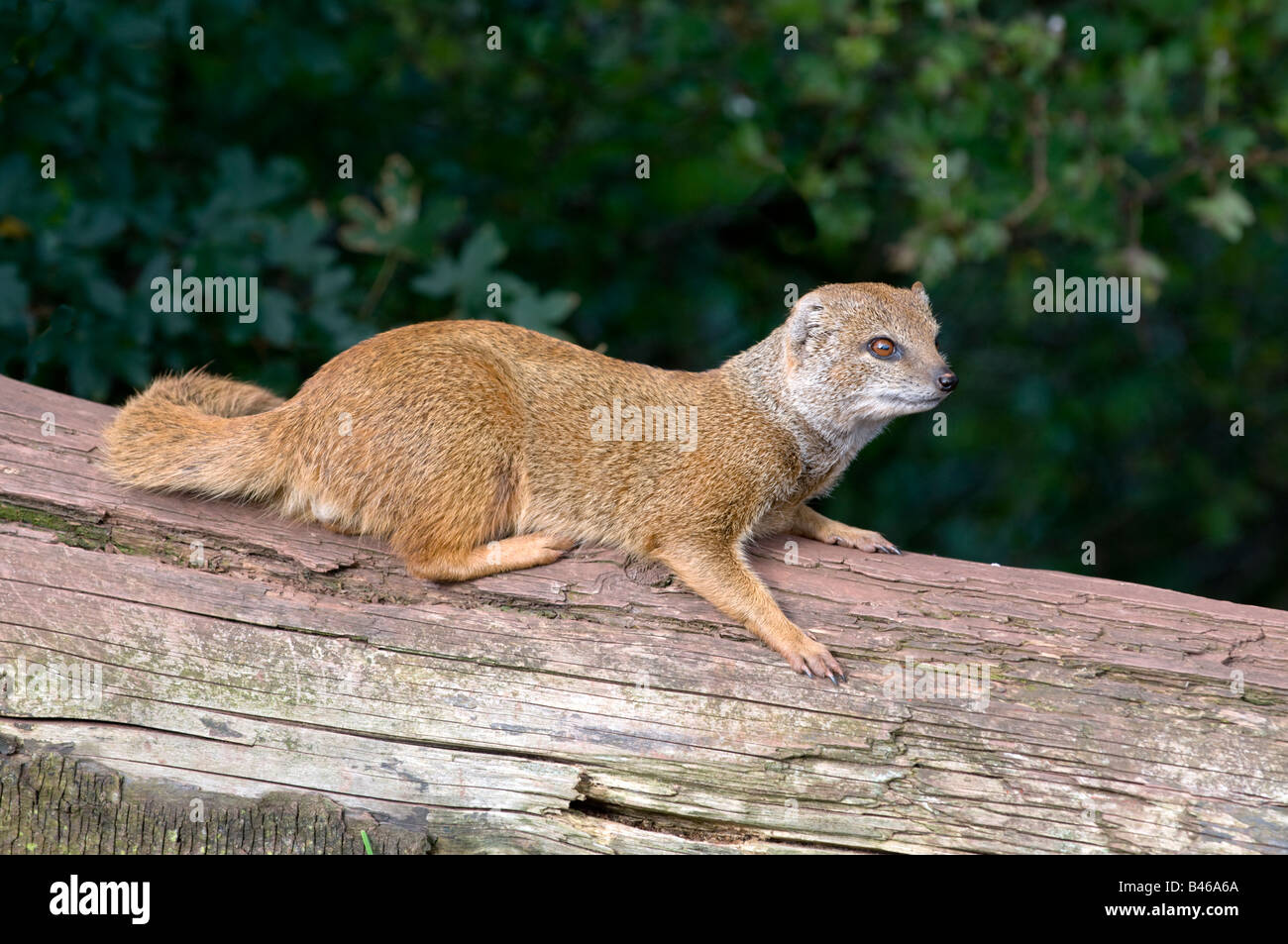 Gelbe Mongoose Cynictis penicillata Stockfoto