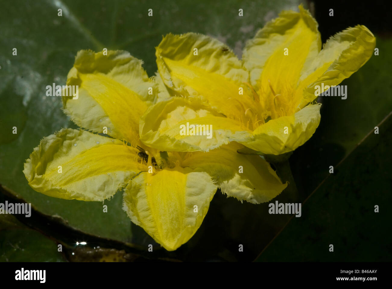 Nymphoides Peltata Europäische Seekanne Blume Stockfoto