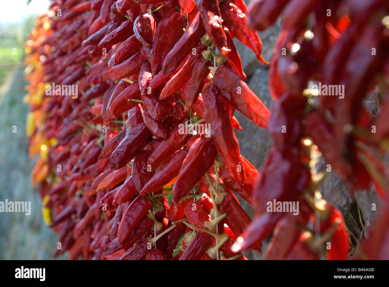 Rote Chilischoten zu verkaufen, Sorrento, neapolitanische Riviera, Italien Stockfoto