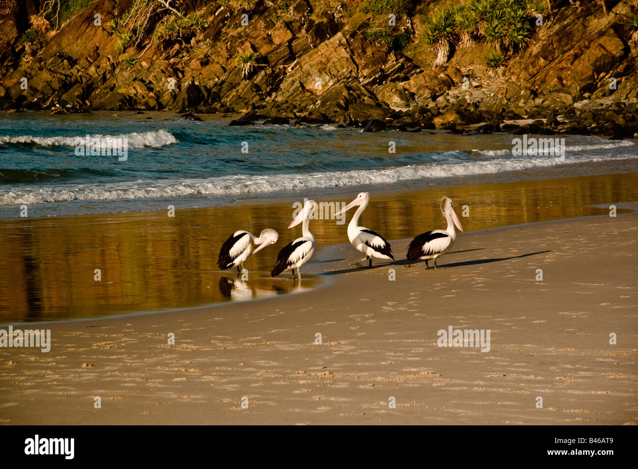 vier Pelikane am Strand Stockfoto