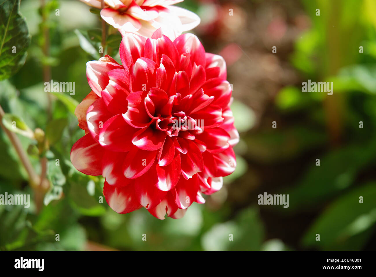 Rote und weiße Dahlie Blüte. Schließen Sie die Ansicht. Stockfoto