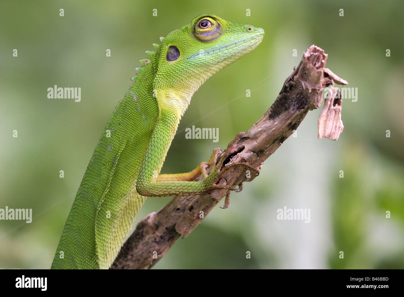 Eidechse Bronchocela Cristatella, gefunden in einer Einöde in der Nähe von Penang, Malaysia, Familie: Agamidae Stockfoto