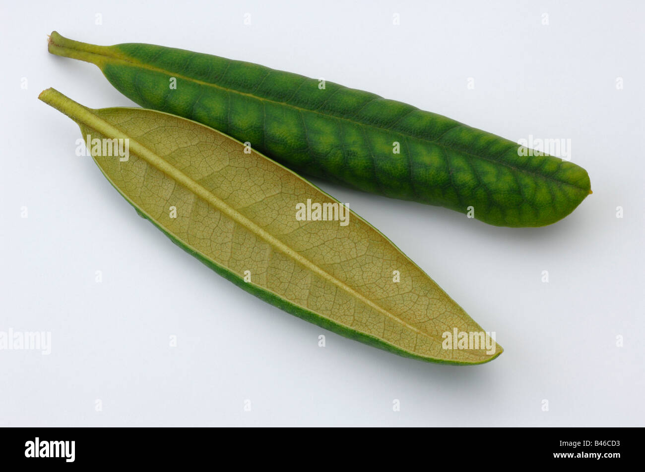Rhododendron (rhododendron sp ) Ausgeschnittene Stockfotos und -bilder -  Alamy