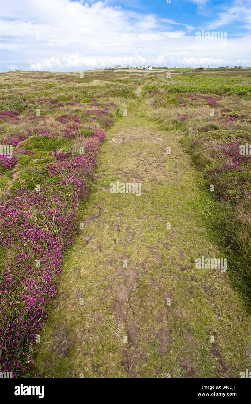 Pfad in der wilden Heather, Ouessant Island, Frankreich, Bretagne Stockfoto