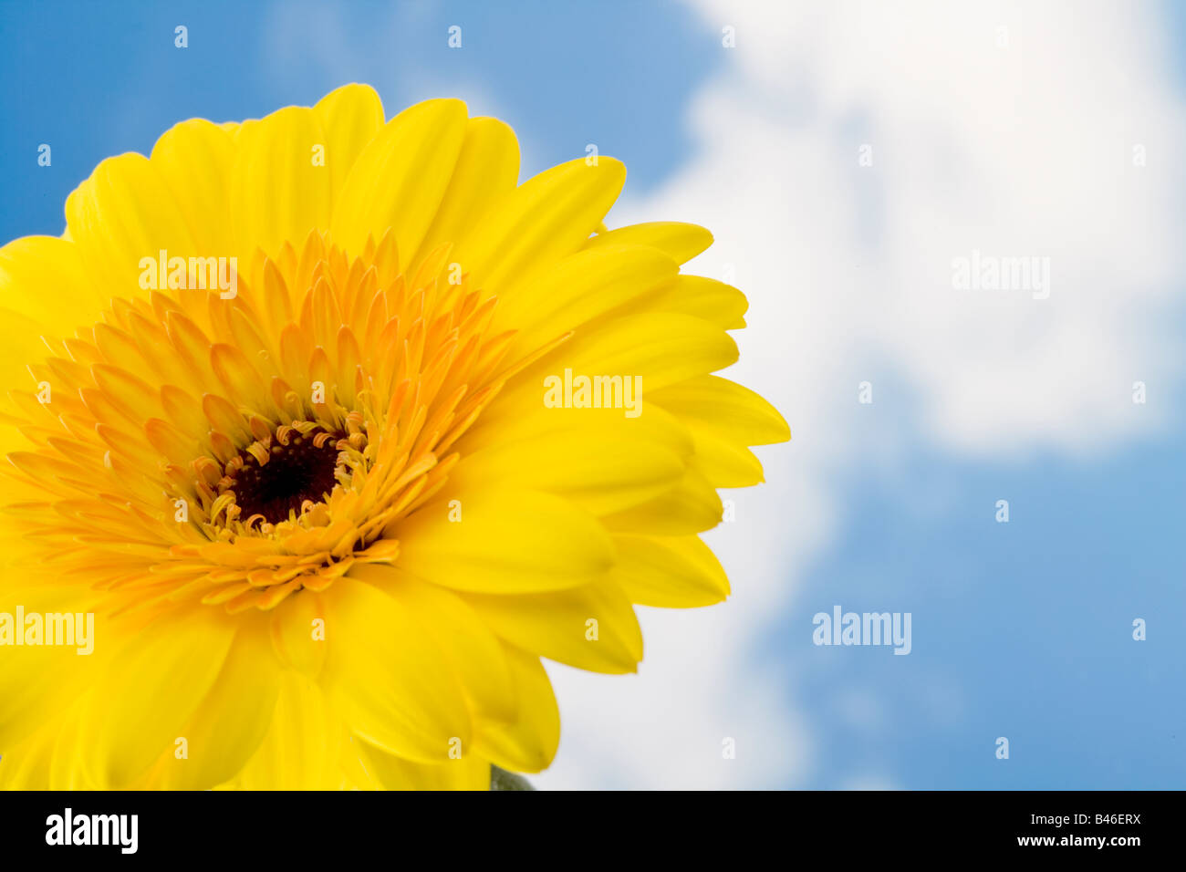 Gelbe Gerbera Blume Stockfoto