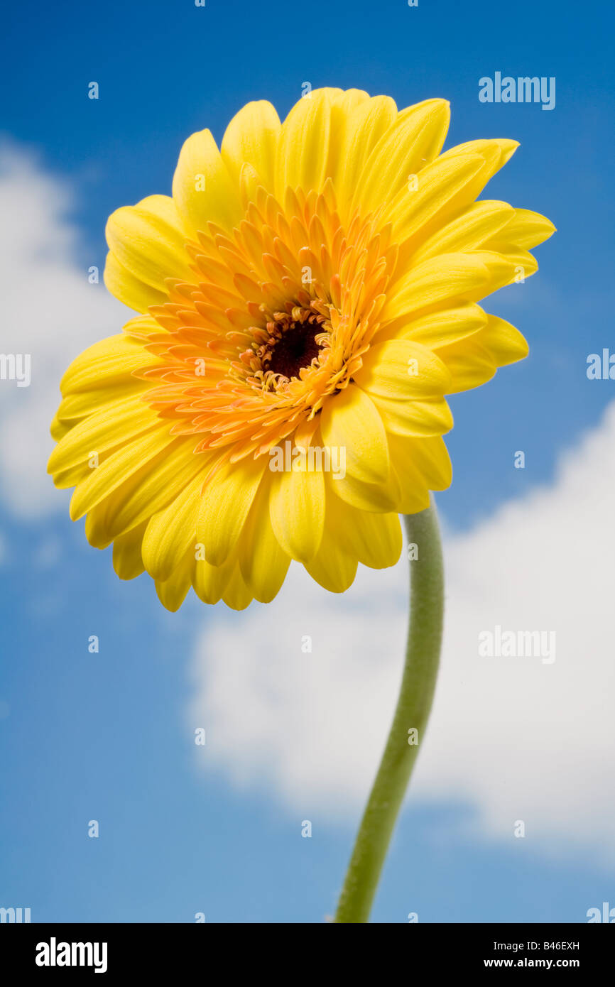 Gelbe Gerbera Blume Stockfoto