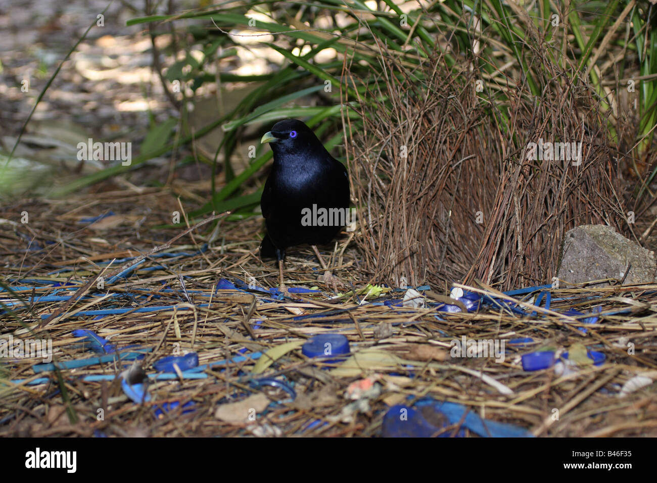 Satin Laubenvogel neben dem bower Stockfoto