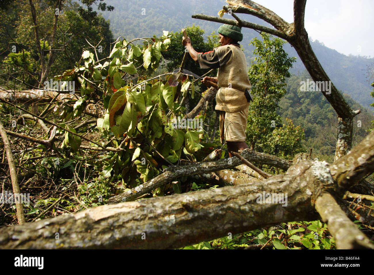 Entwaldung für Landnutzung, einen wichtigen Beitrag zur globalen Erwärmung Stockfoto