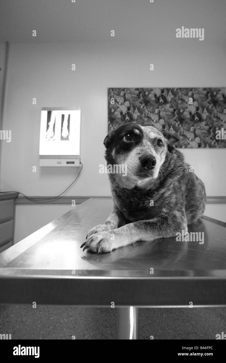 Nervöser Hund Schwarzweiß-Stockfotos und -bilder - Alamy