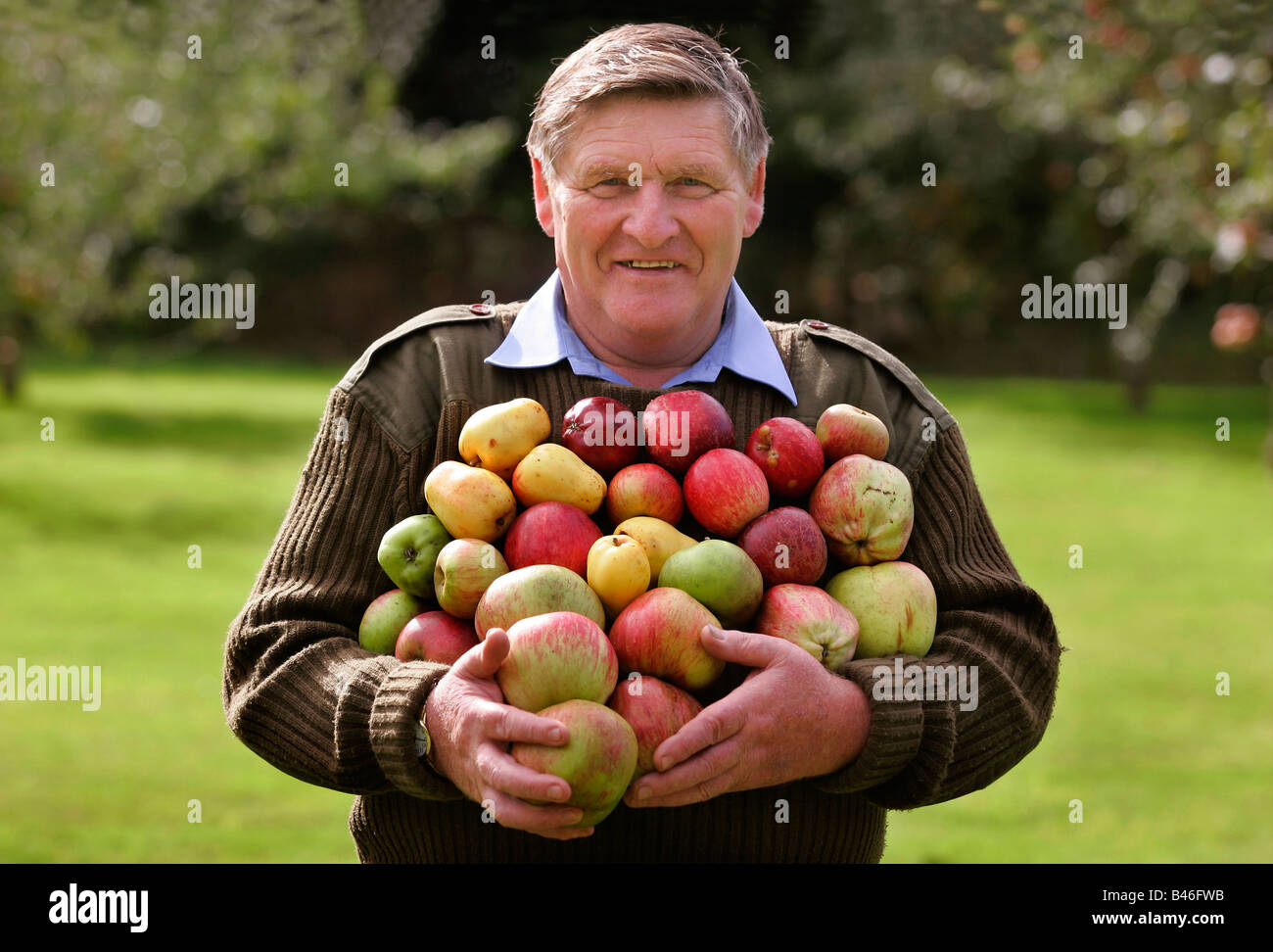 John Harris halten eine Armload von Äpfeln. Stockfoto