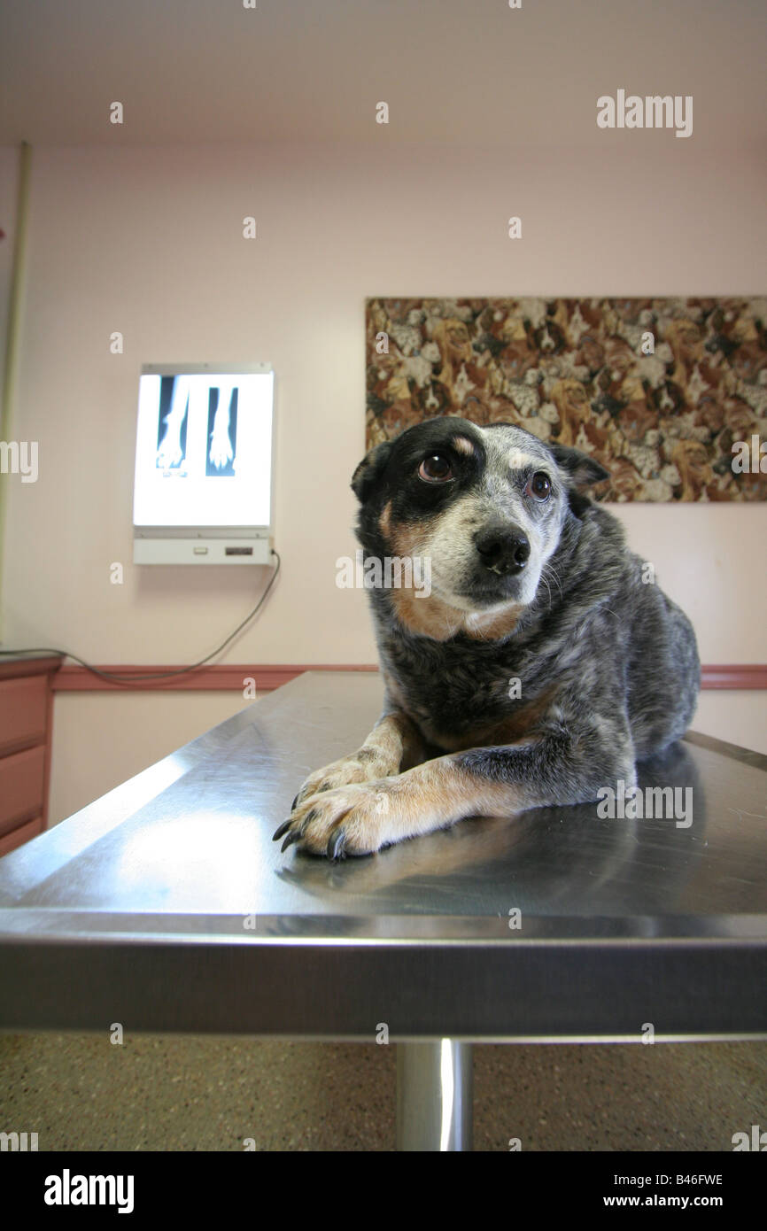 ein Hund (Hund) Patient bereit in die Tierklinik Untersuchungszimmer wartet auf Xray-Bewertung für die Prüfung einer Verletzung Stockfoto