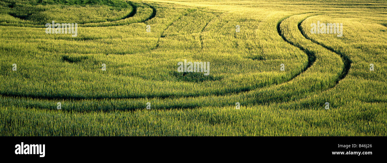 Gerstenfeld, Crossfield, Alberta, Kanada Stockfoto