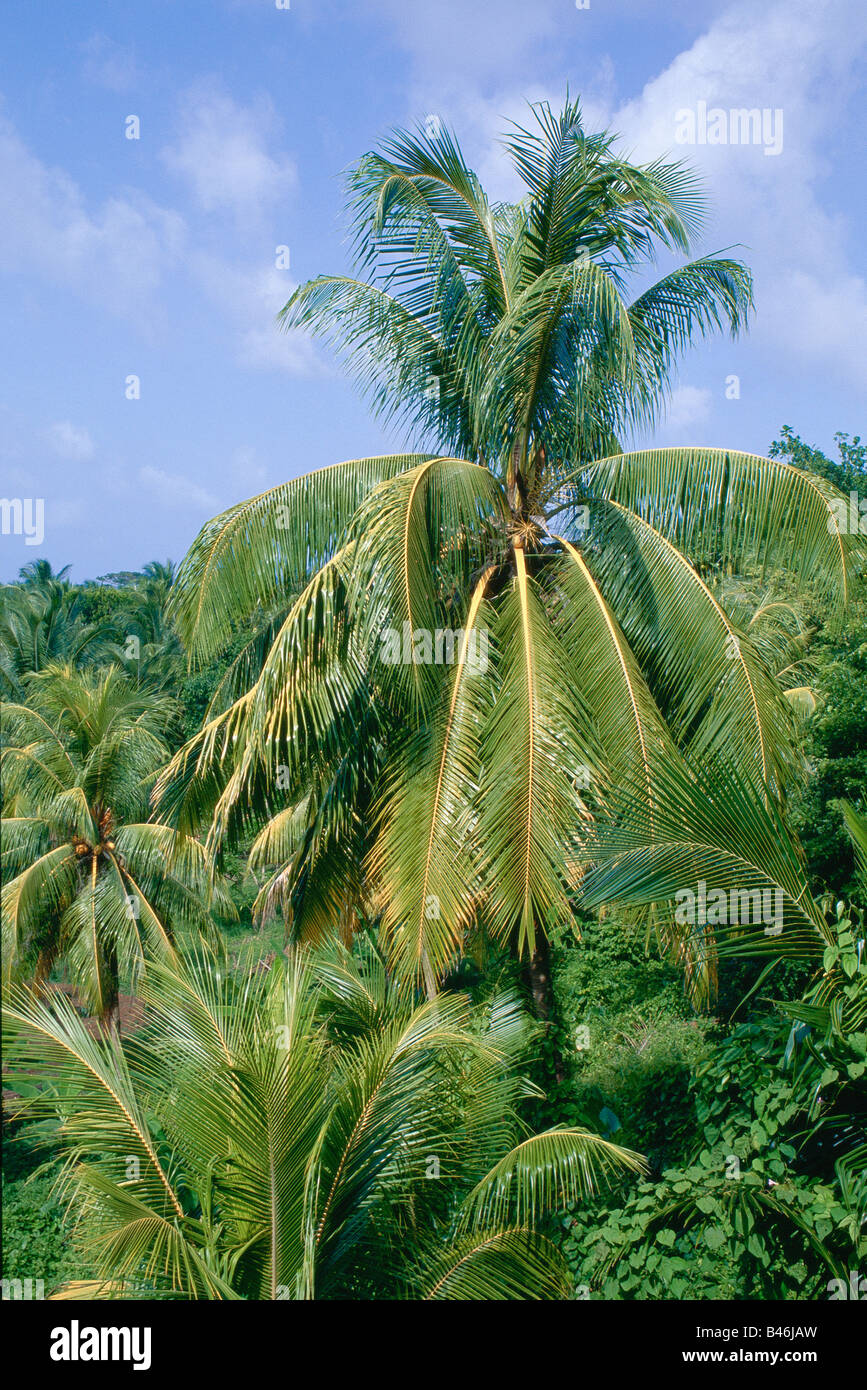 Kokosnuss-Plantage, Port Antonio, Jamaika Stockfoto