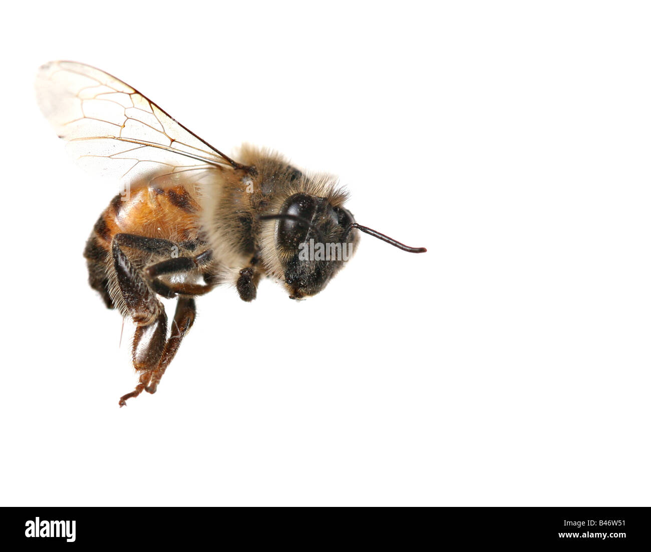 Makro-Bild des gemeinsamen Honigbiene aus Nordamerika fliegen auf weißem Hintergrund Stockfoto