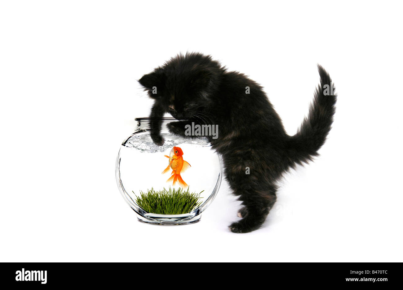 Schwarzes Baby Kätzchen neugierig mit einem Goldfisch im Wasser spielen Stockfoto